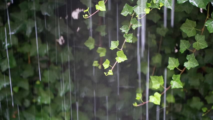 Raindrops falling on ivy leaves in garden