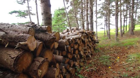 A woodpile in a forest of pine trees