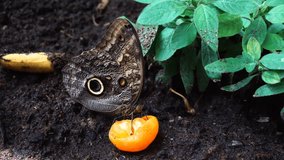 Butterfly Eating Fruit