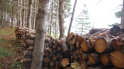 A woodpile in a forest of pine trees