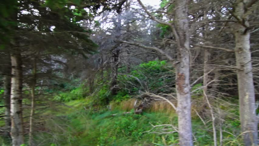Moving through thick pine trees in the forest