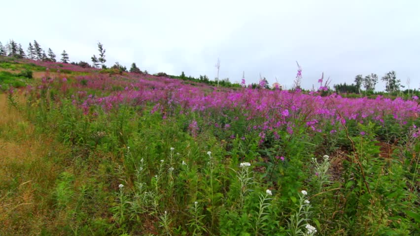 A beautiful hillside covered in purple flowers