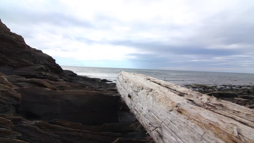 A large piece of driftwood near the ocean coastline