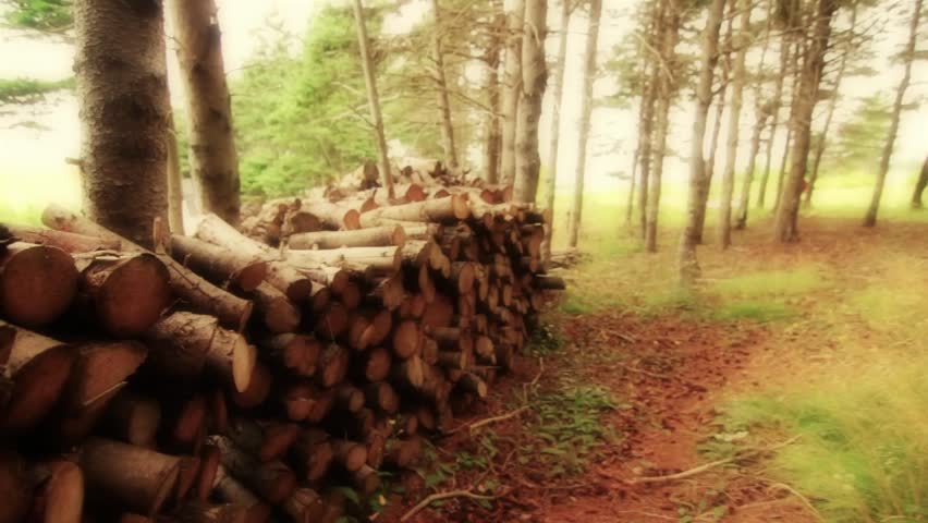A pile of firewood in a forest