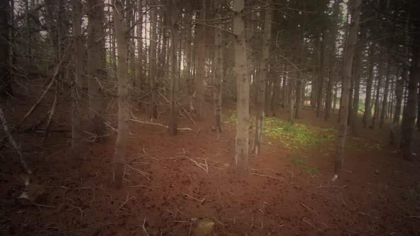Moving through thick pine trees in the forest