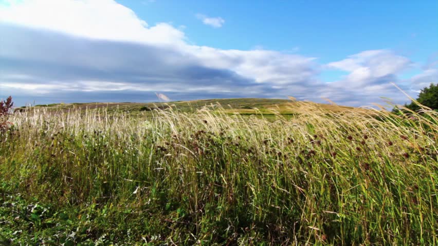 Long grass blowing in the wind on a cape above the ocean