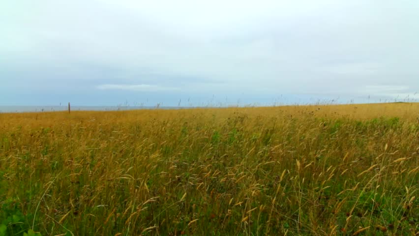 Long grass blowing in the wind on a cape above the ocean
