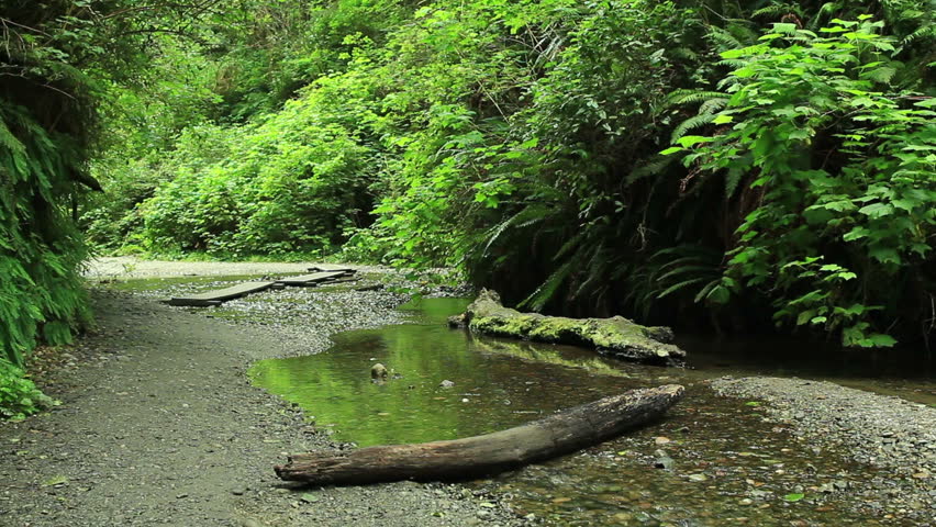 Redwood Forest 43 Fern Canyon