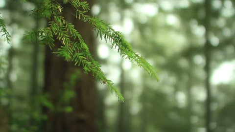 Redwood Forest 70 Fog