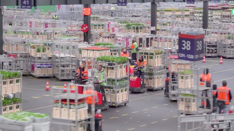Aalsmeer Netherland April 28 2017: Three strollers being driven by the workers with the flower cart on the back moving forward in the Aalsmeer flower auction in Netherland
