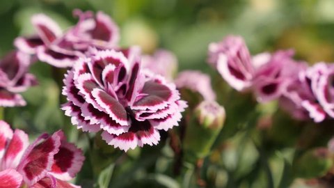 Close-up of miniature colorful carnation plant 4K 2160p 30fps UltraHD footage - Spring  Dianthus caryophyllus Sunflor flower shallow DOF 3840X2160 UHD video