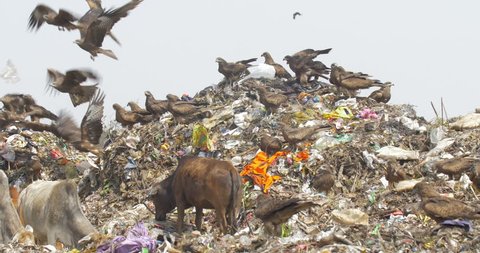 Black Kites and Cows at Guwahati dump Site India