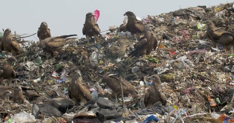 Black Kite flock flying over Guwahati dump Site India
