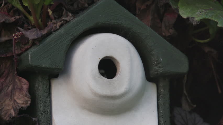 Slow Motion of bluetit descending from its bird-box