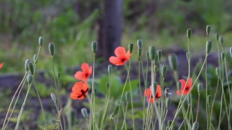 On a green background, gentle, spring wild flowers.Small, bright red flowers.The breath of spring in the guise of airiness and harmony.The boxes of the field poppy sway in the wind.