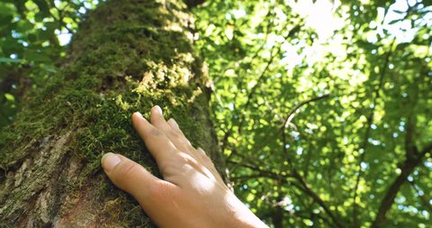 On a sunny day, a tree with bark, a human hand touches a tree, long branches, green leaves. Concept: a perennial plant, trees, save the planet, living plants, the roots of life, energy, chakras.
