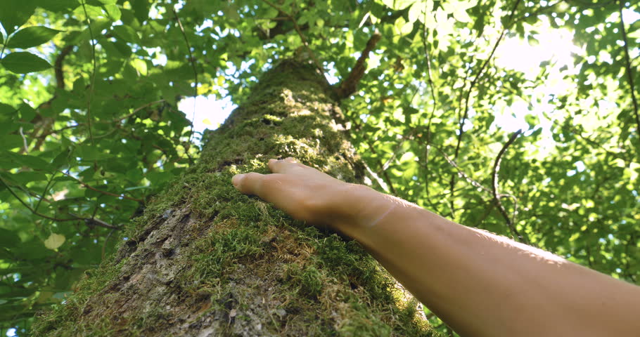 On a sunny day, a tree with bark, a human hand touches a tree, long branches, green leaves. Concept: a perennial plant, trees, save the planet, living plants, the roots of life, energy, chakras. | Shutterstock HD Video #27777043