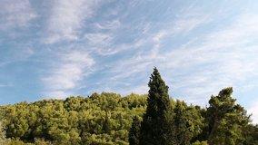 Majestic pine trees on blue sky background. HD1080p. 