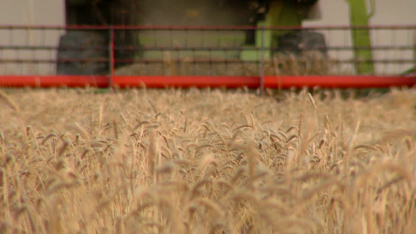 Wheat harvest season ....