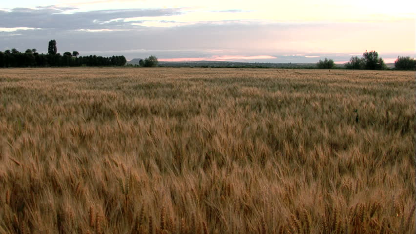 Nice wheat crop in the sunset...