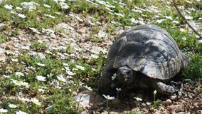 Beautiful spring Asia Minor. Terricole Mediterranean turtle (spur-thighed tortoise, Testudo graeca iberica) in daisies. Turkey, Marmaris, Taurus mountains