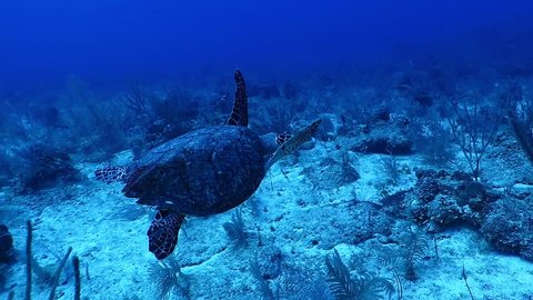 Deep sea turtle swimming over the tropical reef, variety of corals and plants. Deep blue caribbean ocean, blue background. Detail of legs and shell. Scuba diving underwater adventure.