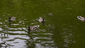 Flock of wild ducks on the lake