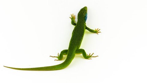 Green lizard on white