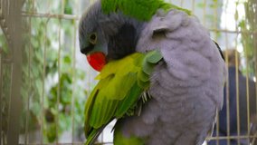 Patagonia large green parrot with red beak sitting on a perch in the cage a day in the room and cleans the feathers. Front view
