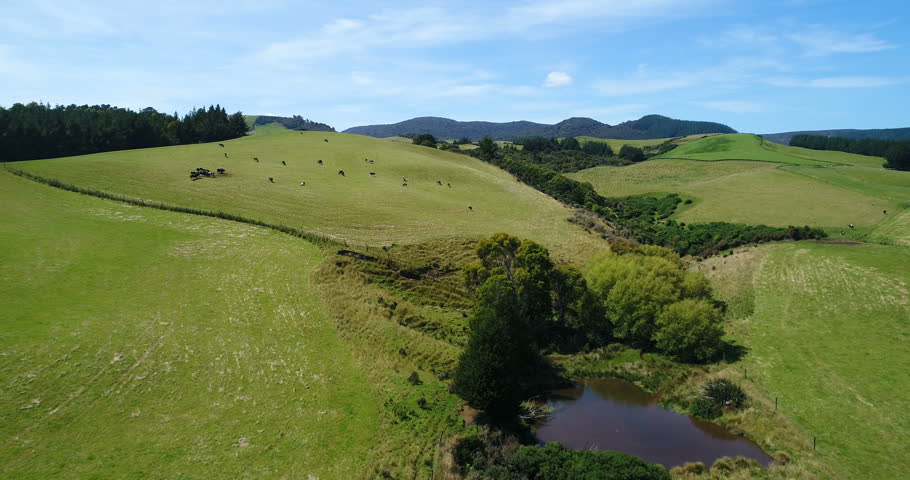 Idyllic countryside farmland nature landscape with hills with cows on grass on south island of New Zealand. Aerial drone footage video.