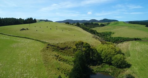Idyllic countryside farmland nature landscape with hills with cows on grass on south island of New Zealand. Aerial drone footage video.