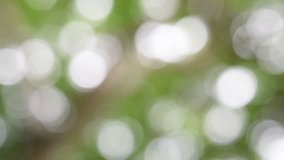 Nature background. Beautiful Sun shine through the blowing on wind tree green leaves. Blurred abstract bokeh with sun flare in garden