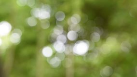  Abstract nature background with green leaves and bokeh lights