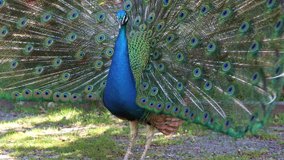 Beautiful male peacock displaying his colorful feathered tail 