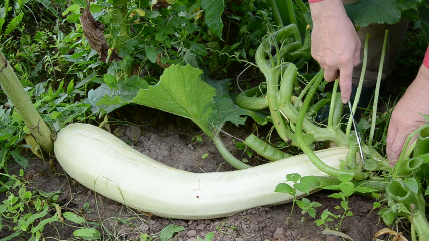 Cut off fresh big zucchini in farm garden | Shutterstock HD Video #2780887