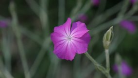 Rose Campion flower close-up 4K 2160p 30fps UltraHD footage - Shallow DOF pink Lychnis coronaria plant bush 3840X2160 UHD video