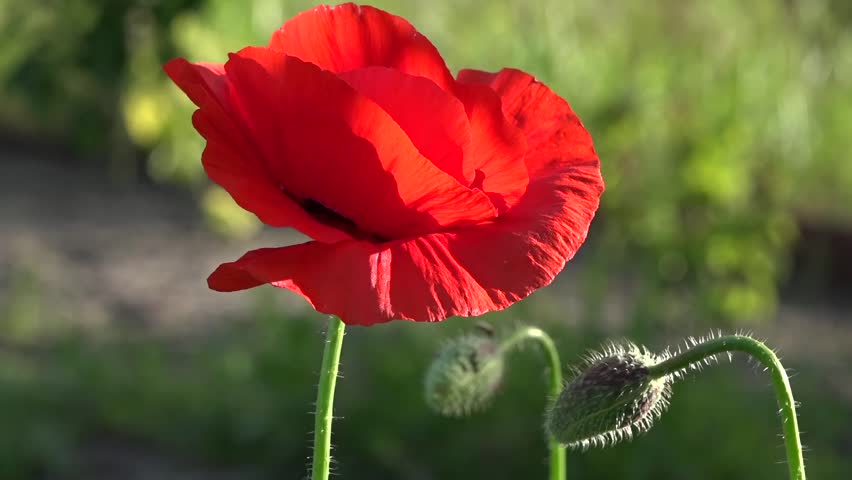 Lonely poppy.Lonely and unrepeatable.A bright red poppy, attracts bees.In the garden blossom poppies.A delicate flower.The bright rays of the sun illuminate the gentle, charming God's creation.

 Royalty-Free Stock Footage #27811129