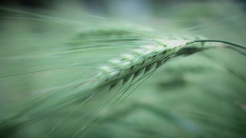 4K Slow Motion of Green Wheat Plant in Wind