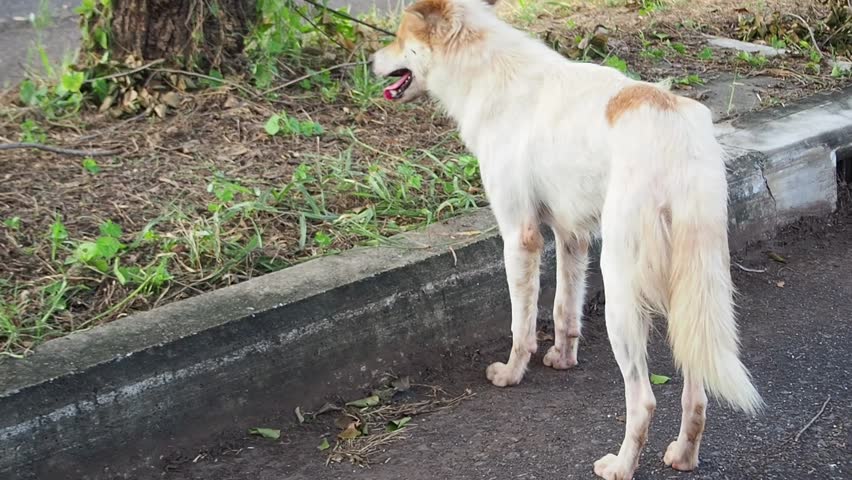 Dog