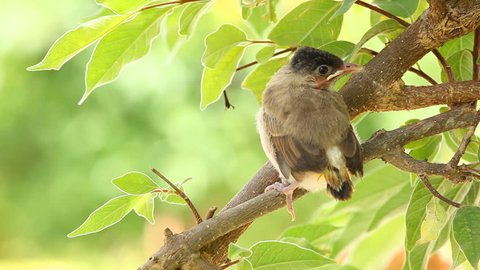 Baby bird in first time flying day, waiting for its parents in tropical forest