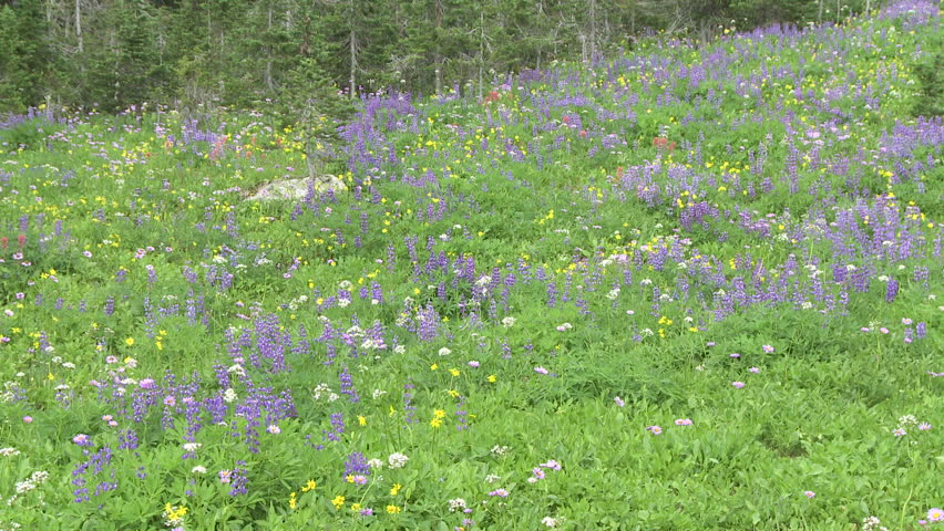 Alpine wildflowers in the Rocky Mountains of Canada