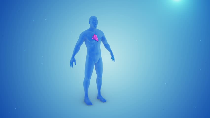 Heart contractions in the human body 3d animation Royalty-Free Stock Footage #27822079
