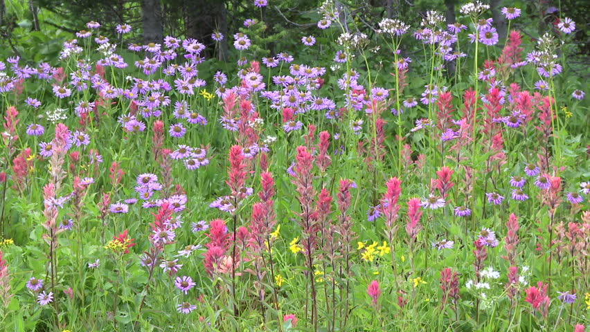 Alpine wildflowers in the Rocky Mountains of Canada
