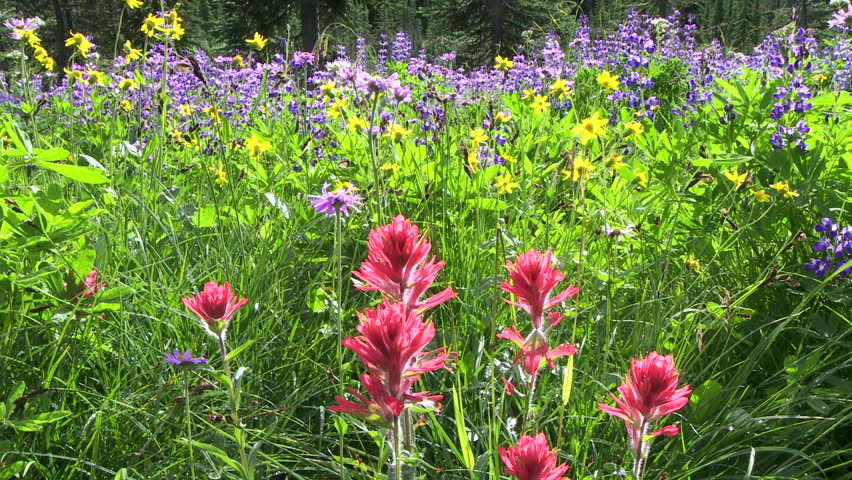 Alpine wildflowers in the Rocky Mountains of Canada