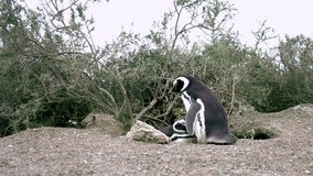 Pingüinos en su nido. Penguins in the nest. Chubut, Puerto Madryn, Patagonia Argentina 