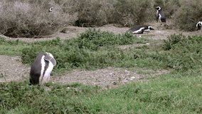 Pingüinos. Penguins in the nest - Patagonia Argentina 