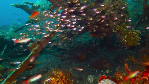 School of various fish and tropical coral reef with vivid colorful underwater structure. Aquatic life on the sea bed. Scuba diving adventure holiday with underwater fish and life.
