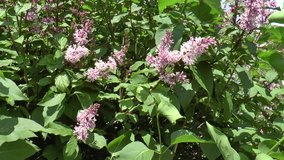 A lilac bush in the summer, windy day