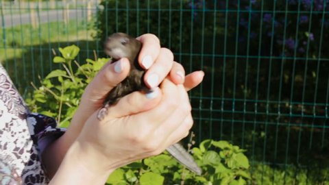Hands of an elderly woman holding a small frightened bird black. The bird shakes his head. day, closeup in summer or in spring amid green fence, trees, sky, Park, outdoors.