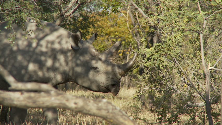 A black rhinoceros, a browser using its prehensile lip to forage from a tree.
